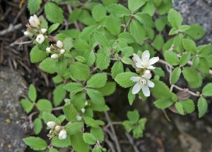 Jamesia americana var. zionis, a type of Cliffrose known only in Zion National Park, Utah